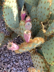 Opuntia chlorotica