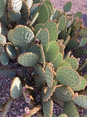 Opuntia chlorotica