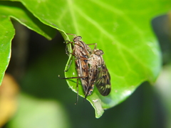 Rhagio atlanticus