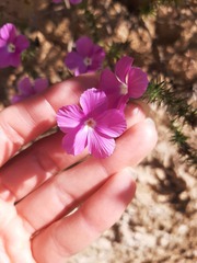 Linanthus californicus