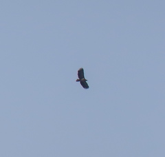 Haliaeetus albicilla