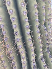 Carnegiea gigantea