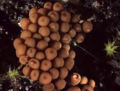 Arcyria ferruginea