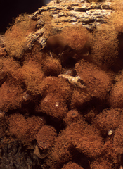 Arcyria ferruginea