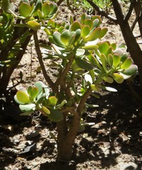 Crassula ovata
