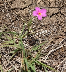 Phlox roemeriana