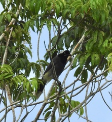 Cyanocorax heilprini