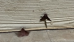 Anthela rubeola