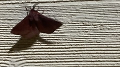 Anthela rubeola