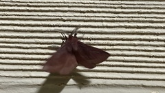 Anthela rubeola