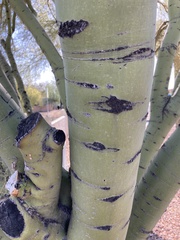 Parkinsonia microphylla
