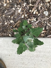 Chenopodium album