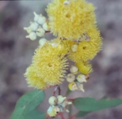 Eucalyptus woodwardii
