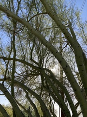 Parkinsonia microphylla
