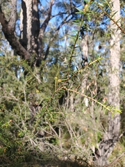 Acacia echinula