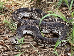 Pituophis melanoleucus mugitus