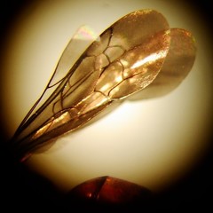 Ammosphex michiganensis