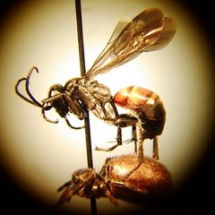 Ammosphex michiganensis