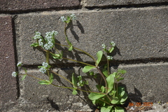 Valerianella locusta