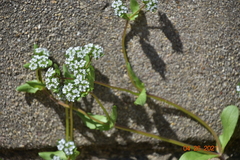 Valerianella locusta