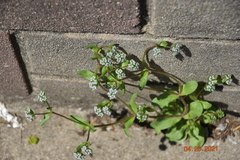 Valerianella locusta