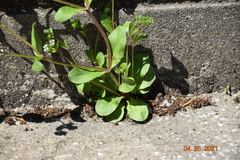 Valerianella locusta