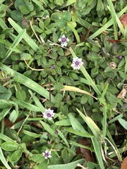 Phyla nodiflora