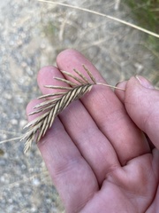 Agropyron cristatum