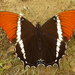 Mariposa Paje Oxidada Americana - Photo (c) Andreas Kay, algunos derechos reservados (CC BY-NC-SA)
