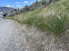 Agropyron cristatum