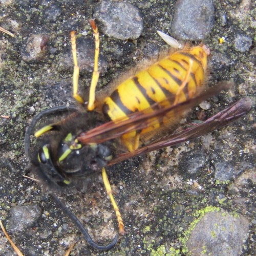Common wasp