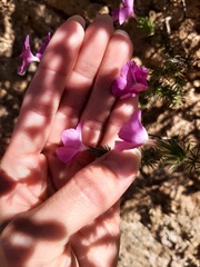 Linanthus californicus