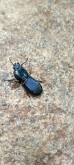 Passalus