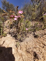 Linanthus californicus