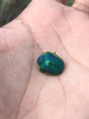 Polychalca punctatissima