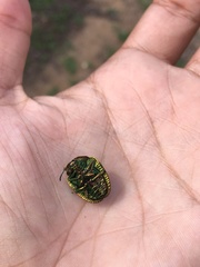 Polychalca punctatissima