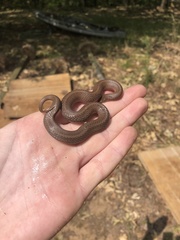 Virginia valeriae elegans