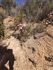 Linanthus californicus
