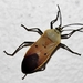 Microspilus proximus - Photo (c) Peter Vos,  זכויות יוצרים חלקיות (CC BY-NC), הועלה על ידי Peter Vos
