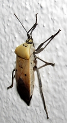 Microspilus proximus