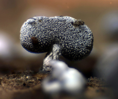 Physarum compressum