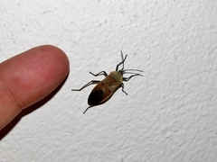 Microspilus proximus