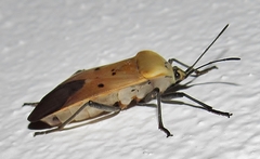 Microspilus proximus