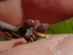 Callirhytis rugulosa