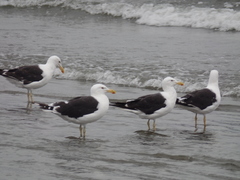 Larus dominicanus