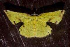 Corymica arnearia