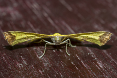 Corymica arnearia