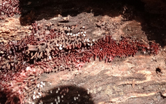 Stemonitopsis typhina