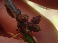 Callirhytis rugulosa
