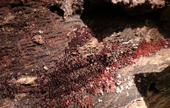 Stemonitopsis typhina